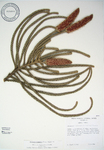 Araucaria columnaris   - 