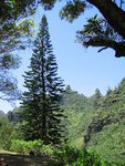 Araucaria columnaris   - 