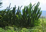 Araucaria columnaris   - 