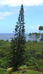 Araucaria columnaris   - 