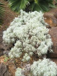Artemisia mauiensis   - 