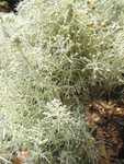Artemisia mauiensis   - 