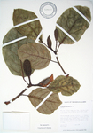 Artocarpus heterophyllus   - 