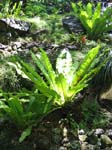 Asplenium nidus   - 