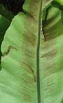 Asplenium nidus   - 