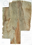 Asplenium nidus   - 
