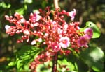 Averrhoa carambola   - Inflorescence with flowers and buds