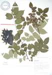 Averrhoa carambola   - 