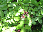 Averrhoa carambola   - Flowering brahcn