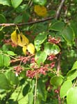 Averrhoa carambola   - 