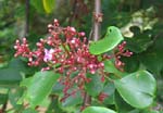 Averrhoa carambola   - Flowering branch