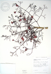 Brachychiton acerifolius   - 