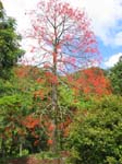 Brachychiton acerifolius   - Habit, leafless flowering tree
