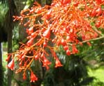 Brachychiton acerifolius   - Inflorescence