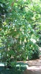Brugmansia x candida   - 