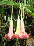 Brugmansia x candida   - or probably Brugmansia versicolor