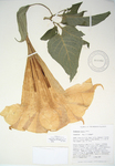 Beautiful Plants of the NTBG