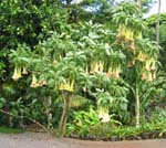 Brugmansia x candida   - 