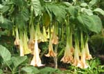 Brugmansia x candida   - 