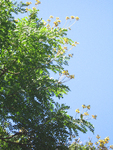 Caesalpinia ferrea   - 