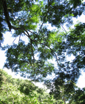Caesalpinia ferrea   - 