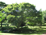 Caesalpinia ferrea   - 