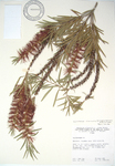 Callistemon viminalis   - 