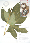 Carica papaya   - 