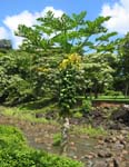 Carica papaya   - Habit