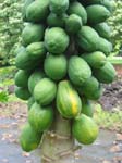 Carica papaya   - Stem with green fruits