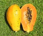 Carica papaya   - Ripe fruit with seeds