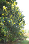 Cassia fistula   - 