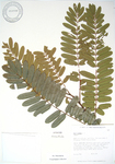 Cassia grandis   - 