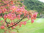 Cassia grandis   - Flowering branch
