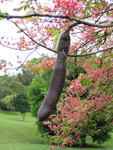 Cassia grandis   - Mature fruit and flowering branches