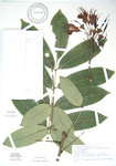 Castanospermum australe   - 