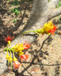 Castanospermum australe   - 