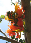 Castanospermum australe   - 