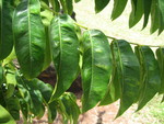 Castanospermum australe   - 