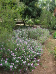 Catharanthus roseus   - 