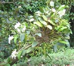 Cattleya   'Hawaiian Wedding Song Virgin' - Habit