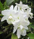 Cattleya   'Hawaiian Wedding Song Virgin' - Flowers