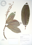 Codiaeum variegatum   - 