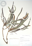 Codiaeum variegatum   - 