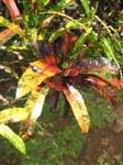 Codiaeum variegatum   - 
