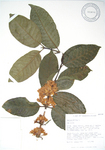 Coffea arabica   - 