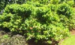 Coffea arabica   - Habit
