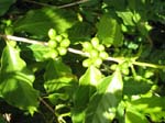 Coffea arabica   - Fruiting branch with green fruits