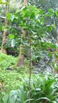 Coffea arabica   - Habit