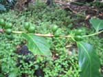 Coffea arabica   - Fruiting branch with green fruits